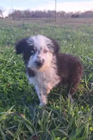 Sherbert, a female Australian Shepherd and Aussiedoodle for sale in Lewisburg, KY – Photo 2 of 6