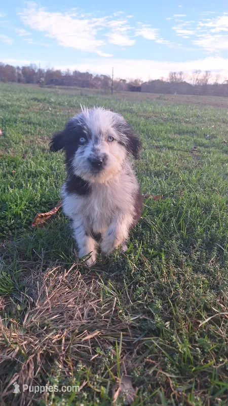 Sherbert, a female Australian Shepherd and Aussiedoodle for sale in Lewisburg, KY – Photo 1 of 6