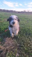 Sherbert, a female Australian Shepherd and Aussiedoodle for sale in Lewisburg, KY – Photo 1 of 6