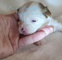 KINGSTON *RESERVED*, a male Yorkshire Terrier for sale in League City, TX – Photo 3 of 5