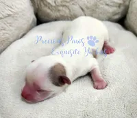 KINGSTON, a male Yorkshire Terrier for sale in League City, TX – Photo 3 of 4