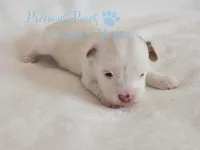 KINGSTON *RESERVED*, a male Yorkshire Terrier for sale in League City, TX – Photo 2 of 5