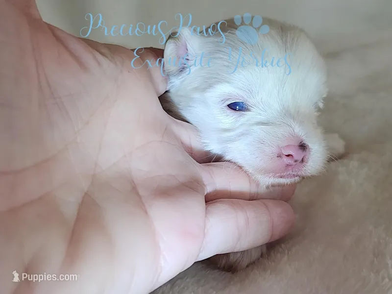 KINGSTON *RESERVED* – Yorkshire Terrier puppy on hold in League City, TX