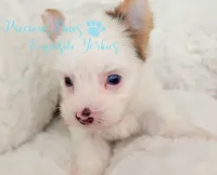 KINGSTON *RESERVED*, a male Yorkshire Terrier for sale in League City, TX – 2 of 4