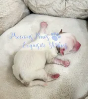 KINGSTON, a male Yorkshire Terrier for sale in League City, TX – Photo 2 of 4