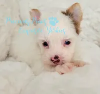 KINGSTON *RESERVED*, a male Yorkshire Terrier for sale in League City, TX – 4 of 4