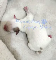 KINGSTON, a male Yorkshire Terrier for sale in League City, TX – Photo 4 of 4