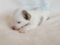 KINGSTON *RESERVED*, a male Yorkshire Terrier for sale in League City, TX – Photo 4 of 5