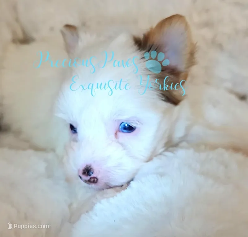 KINGSTON *RESERVED* – Yorkshire Terrier puppy on hold in League City, TX