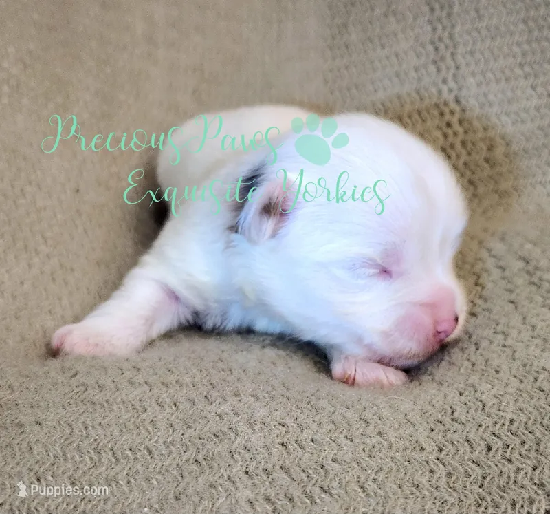 KINGSTON *PENDING* – Yorkshire Terrier puppy for sale in League City, TX