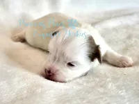 KINGSTON *RESERVED*, a male Yorkshire Terrier for sale in League City, TX – Photo 5 of 5