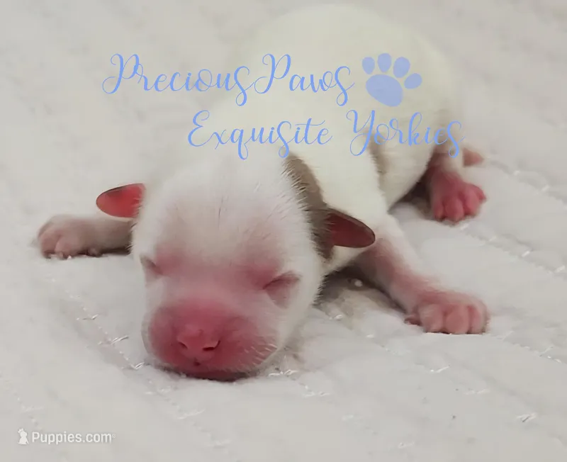 KINGSTON – Yorkshire Terrier puppy for sale in League City, TX