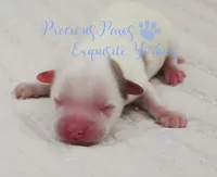 KINGSTON, a male Yorkshire Terrier for sale in League City, TX – Photo 1 of 4