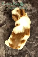 Lennox , a male Yorkshire Terrier for sale in League City, TX – 3 of 4