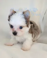Legend, a male Yorkshire Terrier for sale in League City, TX – 5 of 6