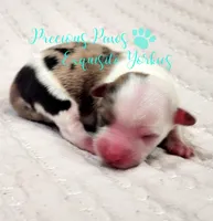 Knox, a male Yorkshire Terrier for sale in League City, TX – Photo 1 of 4