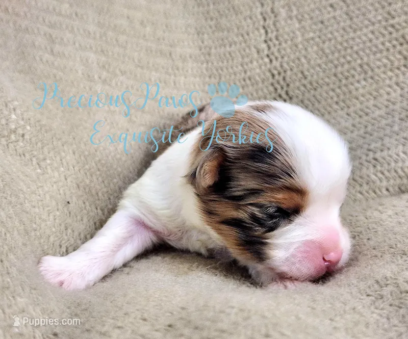 Knox – Yorkshire Terrier puppy for sale in League City, TX