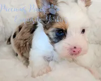 Knox, a male Yorkshire Terrier for sale in League City, TX – 3 of 4