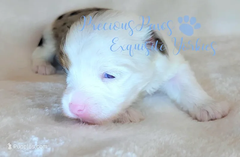 Knox – Yorkshire Terrier puppy for sale in League City, TX