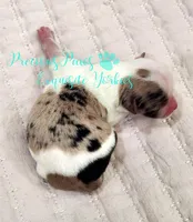 Knox, a male Yorkshire Terrier for sale in League City, TX – Photo 3 of 4