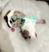 Knox, a male Yorkshire Terrier for sale in League City, TX – Photo 2 of 4