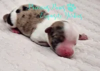 Knox, a male Yorkshire Terrier for sale in League City, TX – Photo 4 of 4