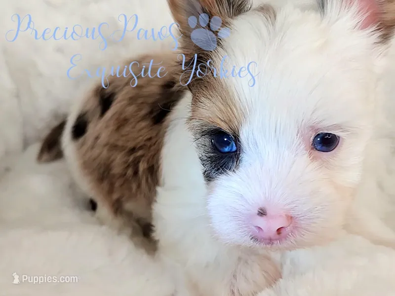 Knox – Yorkshire Terrier puppy for sale in League City, TX