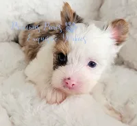 Knox, a male Yorkshire Terrier for sale in League City, TX – 4 of 4