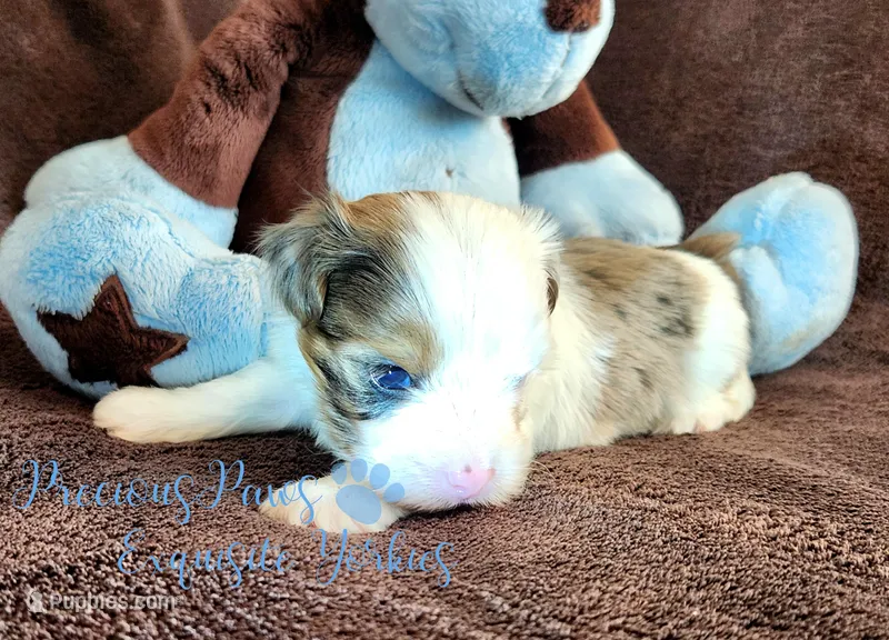 Knox – Yorkshire Terrier puppy for sale in League City, TX