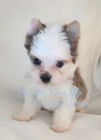Legend, a male Yorkshire Terrier for sale in League City, TX – 6 of 6