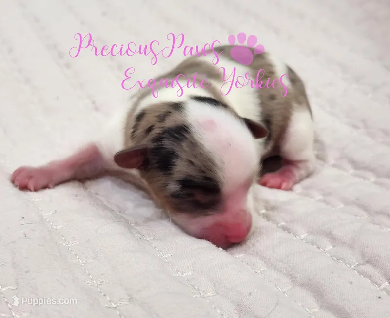 Kira – Yorkshire Terrier puppy for sale in League City, TX