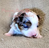 Kehlani *RESERVED *, a female Yorkshire Terrier for sale in League City, TX – Photo 1 of 5