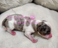 Kira, a female Yorkshire Terrier for sale in League City, TX – Photo 2 of 4