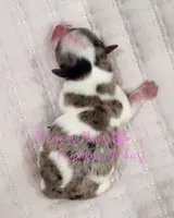 Kira, a female Yorkshire Terrier for sale in League City, TX – Photo 3 of 4