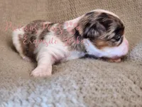 Kehlani *RESERVED *, a female Yorkshire Terrier for sale in League City, TX – Photo 5 of 5