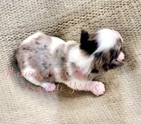 Kehlani *RESERVED *, a female Yorkshire Terrier for sale in League City, TX – Photo 4 of 5