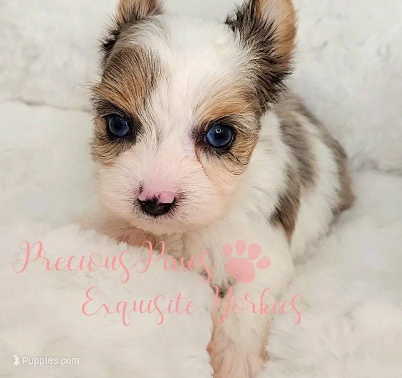 Kehlani *RESERVED * – Yorkshire Terrier puppy on hold in League City, TX