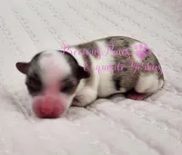 Kira, a female Yorkshire Terrier for sale in League City, TX – Photo 4 of 4