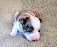 Kehlani *RESERVED *, a female Yorkshire Terrier for sale in League City, TX – Photo 3 of 5