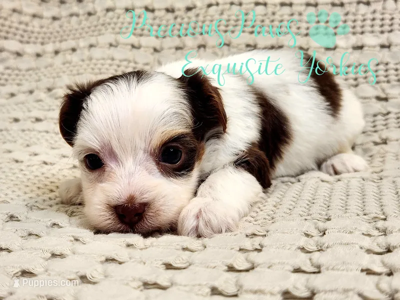 Lennox  – Yorkshire Terrier puppy for sale in League City, TX