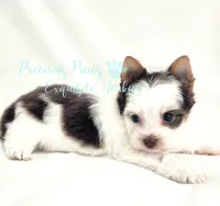 Lennox , a male Yorkshire Terrier for sale in League City, TX – 4 of 7