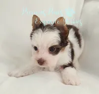 Lennox , a male Yorkshire Terrier for sale in League City, TX – 2 of 7