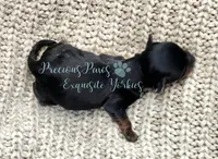 Jasper, a male Yorkshire Terrier for sale in League City, TX – Photo 2 of 6