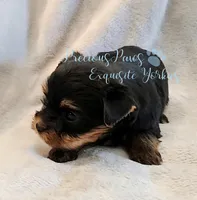 Jasper, a male Yorkshire Terrier for sale in League City, TX – Photo 5 of 8
