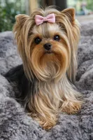 Jasper, a male Yorkshire Terrier for sale in League City, TX – Photo 6 of 6