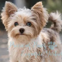 Jasper, a male Yorkshire Terrier for sale in League City, TX – Photo 7 of 8