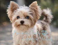 Jasper, a male Yorkshire Terrier for sale in League City, TX – Photo 5 of 6