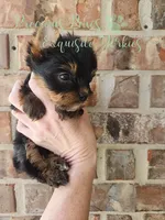 Jasper, a male Yorkshire Terrier for sale in League City, TX – Photo 2 of 8