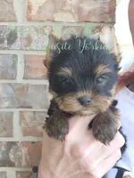 Jasper, a male Yorkshire Terrier for sale in League City, TX – Photo 1 of 8