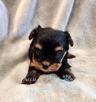 Jasper, a male Yorkshire Terrier for sale in League City, TX – Photo 3 of 8